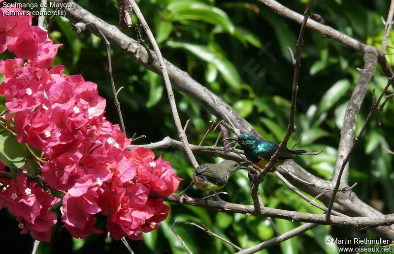 Mayotte Sunbird adult post breeding