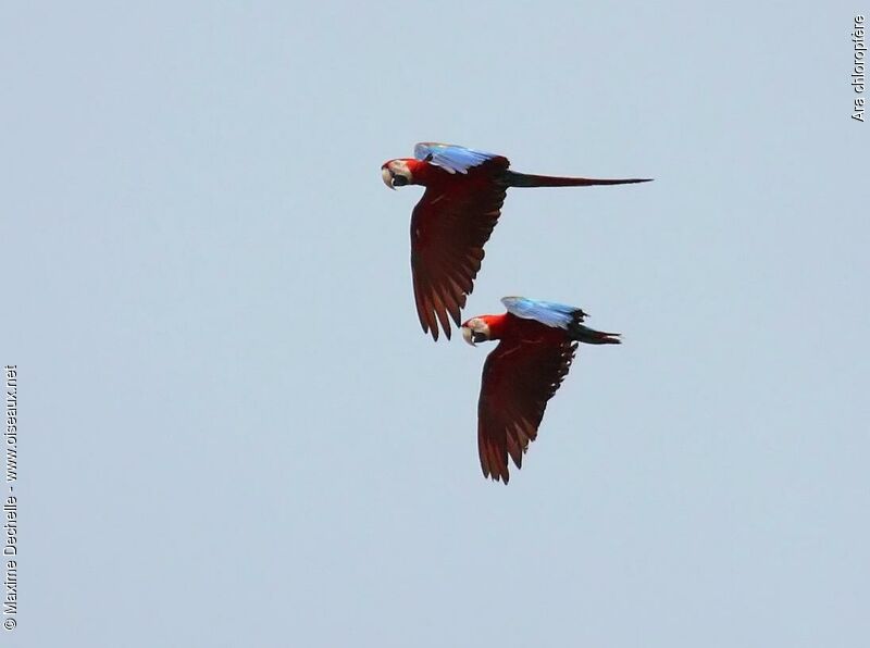 Red-and-green Macaw adult, Flight