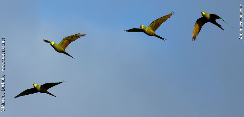 Red-bellied Macaw, Flight