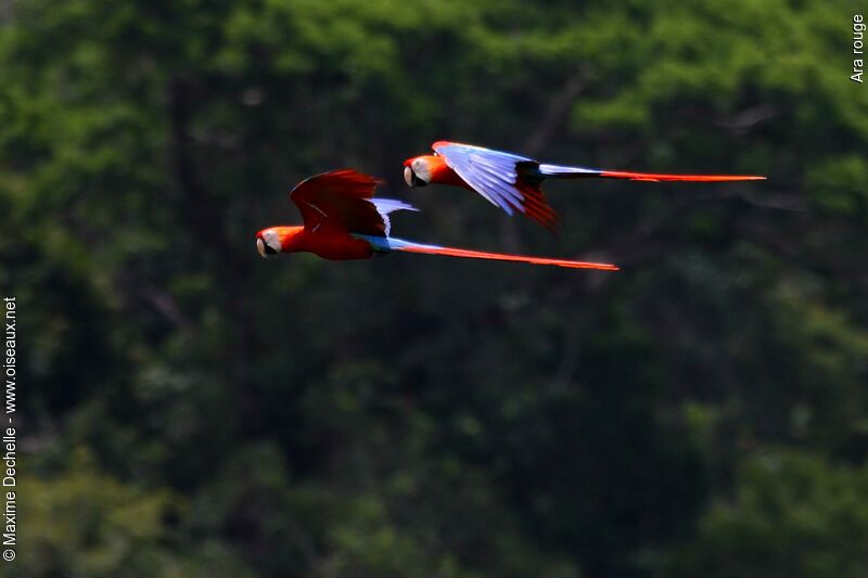 Scarlet Macaw adult, Flight, Behaviour
