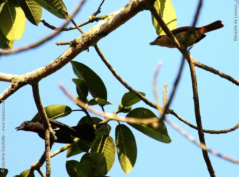 Pink-throated Becard adult