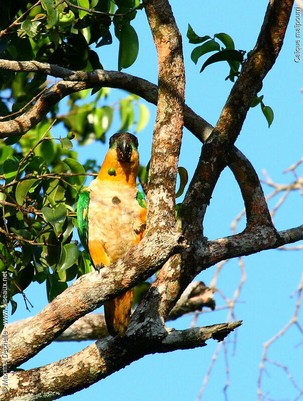 Black-headed Parrot, identification, feeding habits