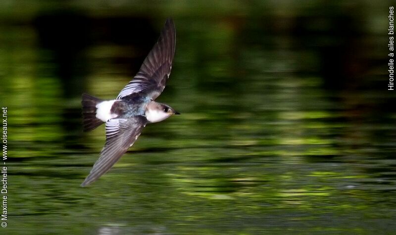 White-winged Swallow, Flight