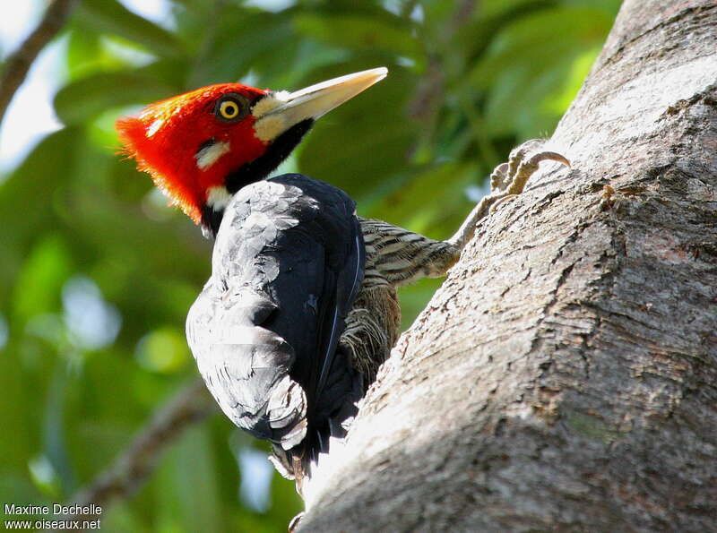 Crimson-crested Woodpecker male adult, close-up portrait
