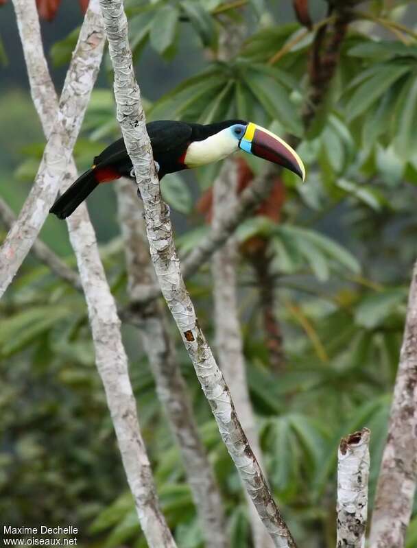 Toucan à bec rougeadulte, identification