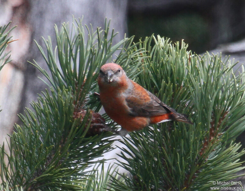 Red Crossbill male adult