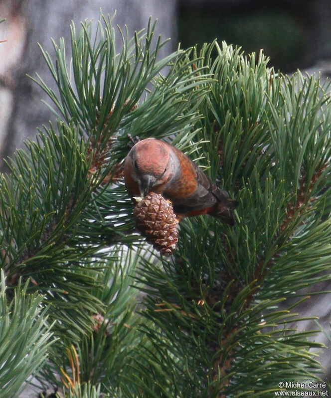 Red Crossbill male adult, Behaviour