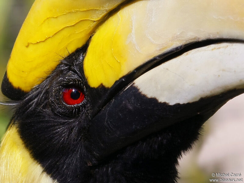 Great Hornbill male adult, identification