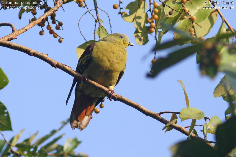 Sri Lanka Green Pigeon male adult