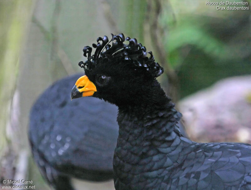 Yellow-knobbed Curassow male adult