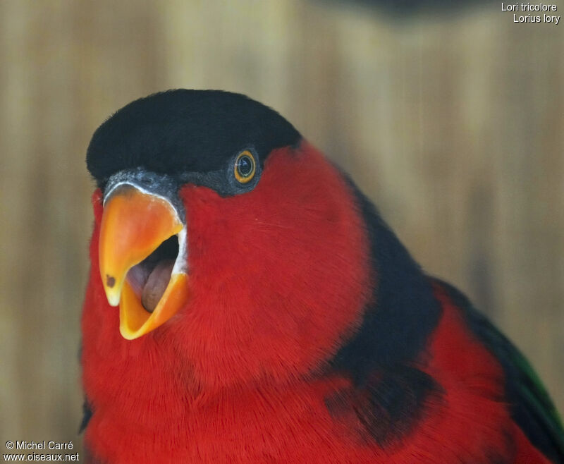 Black-capped Lory