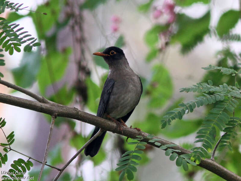 Indian Blackbird male adult