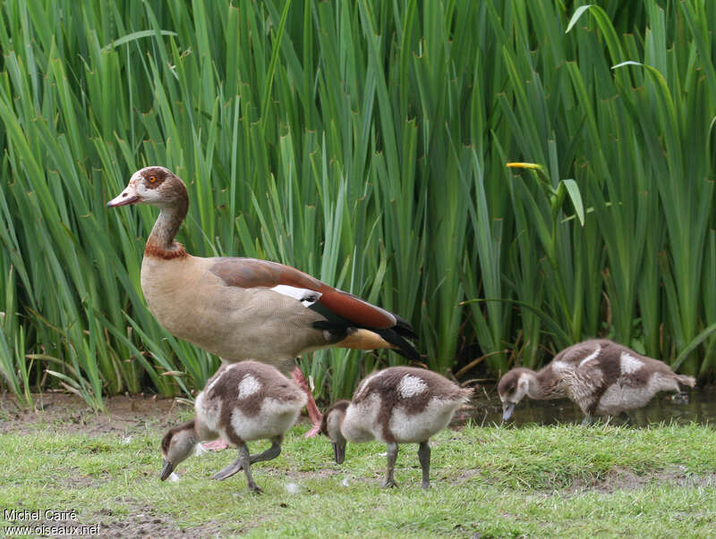 Egyptian Goose, Reproduction-nesting