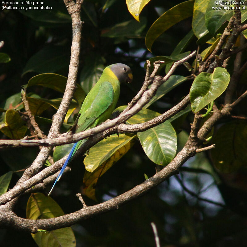 Plum-headed Parakeet female adult