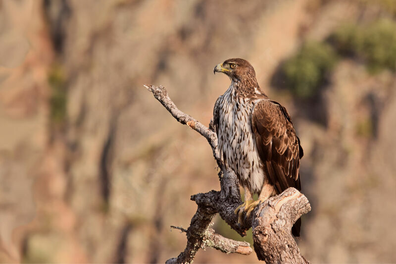 Bonelli's Eagle female adult