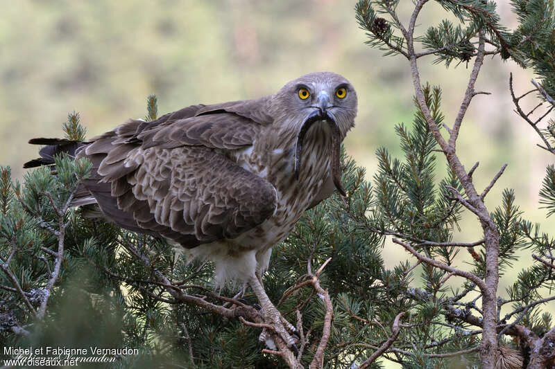 Short-toed Snake Eagle male adult, feeding habits, Reproduction-nesting