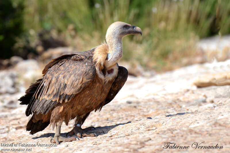 Griffon Vultureimmature, identification