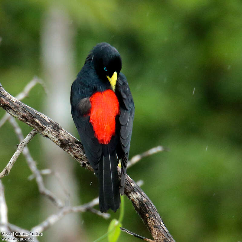 Red-rumped Cacique male adult, pigmentation, colonial reprod.
