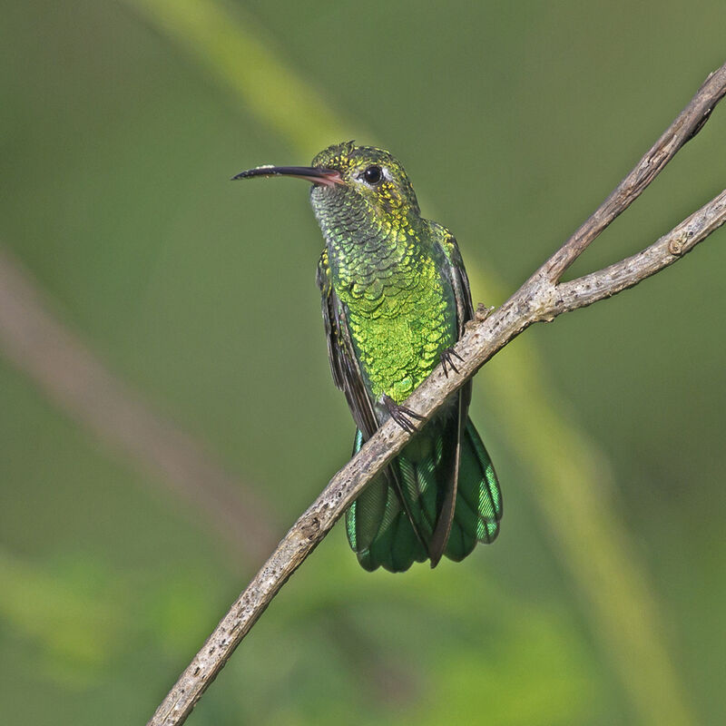 Green-tailed Goldenthroat male adult