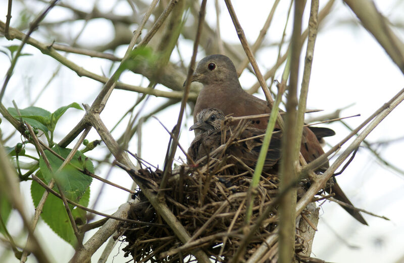 Ruddy Ground Dove female, Reproduction-nesting