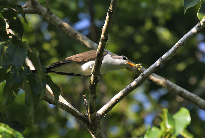 Pearly-breasted Cuckoo, feeding habits