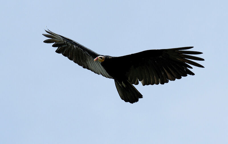 Greater Yellow-headed Vulture, identification