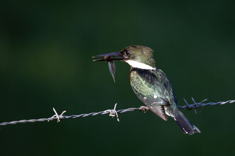 Green Kingfisher, eats