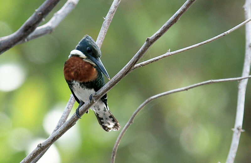 Green Kingfisher male adult