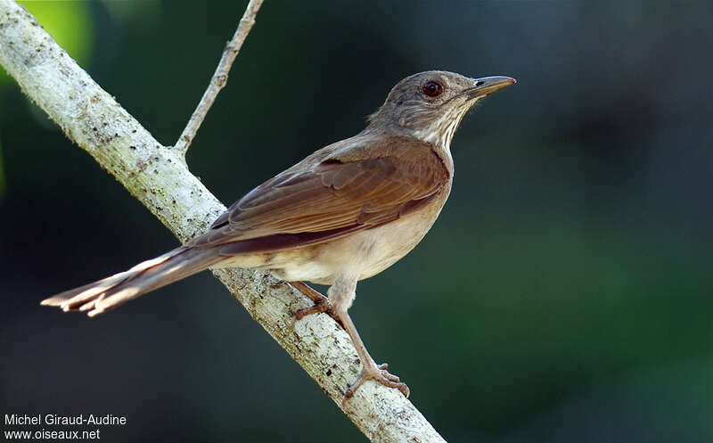 Pale-breasted Thrush, identification