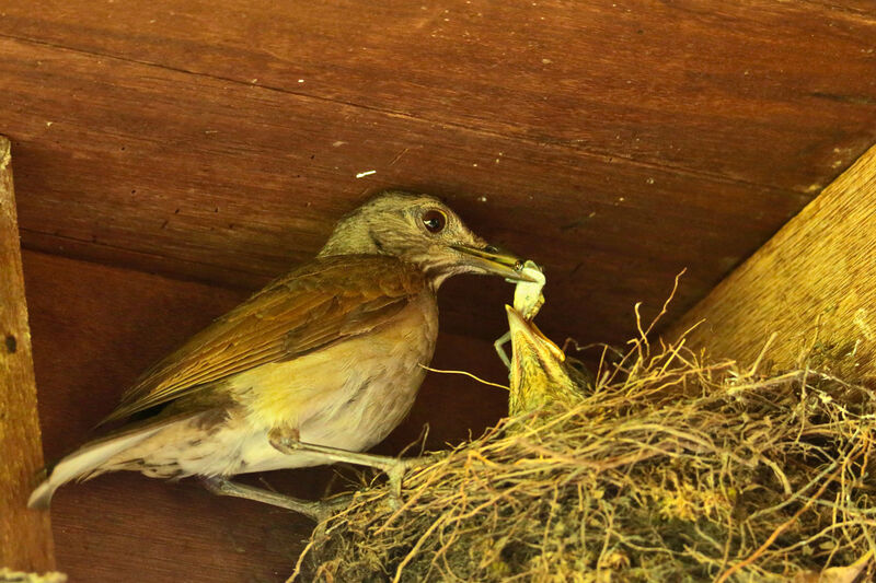 Pale-breasted Thrush, Reproduction-nesting