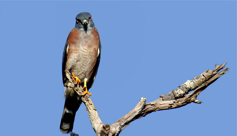 Double-toothed Kite