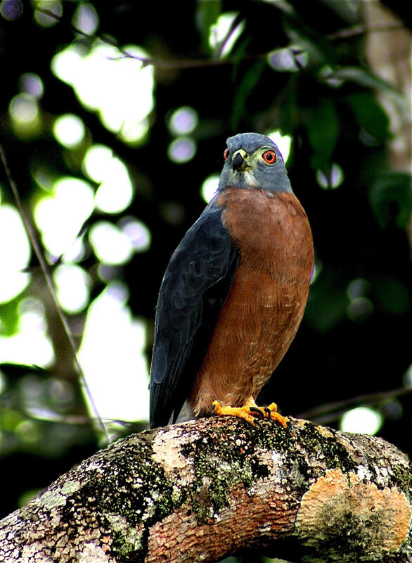 Double-toothed Kite, identification