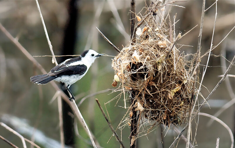 Pied Water Tyrant, Reproduction-nesting