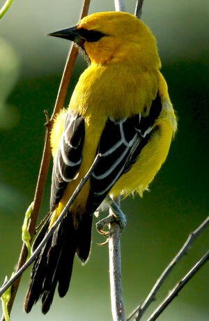 Yellow Oriole : Pictures.