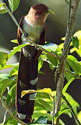 Squirrel Cuckoo