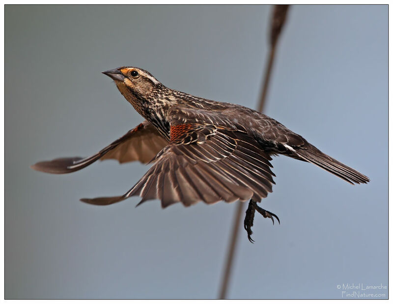 Red-winged Blackbird female, Flight