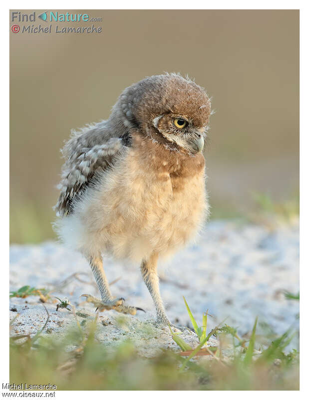 Burrowing Owljuvenile, identification