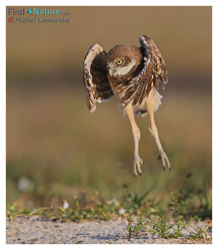 Burrowing Owljuvenile, Flight