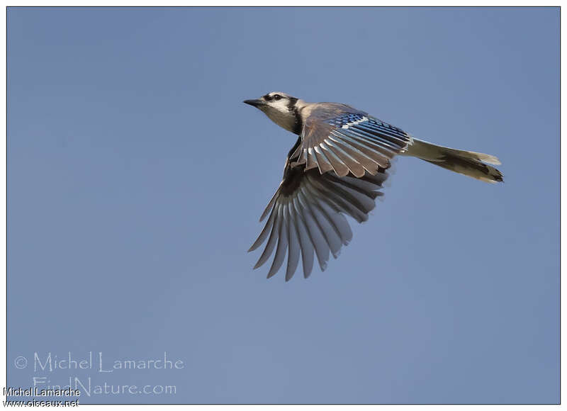 Blue Jay, Flight