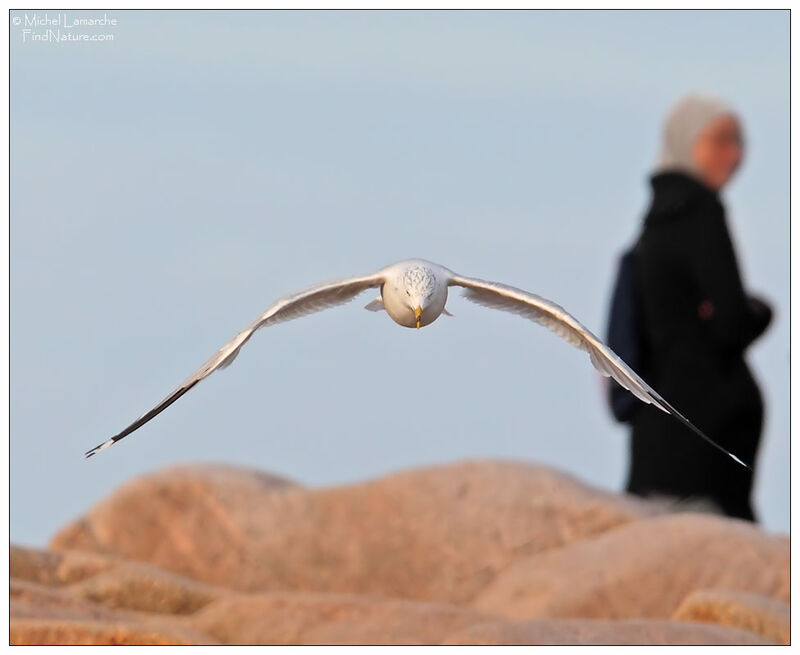 Ring-billed Gull, Flight