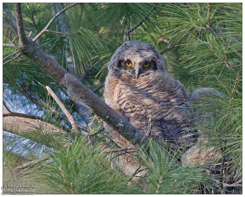 Great Horned Owljuvenile, identification