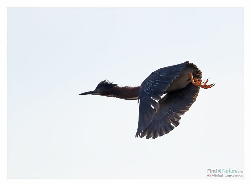 Green Heron, Flight