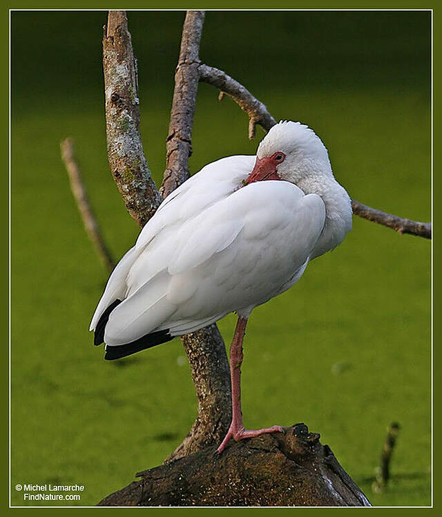 American White Ibis Eudocimus Albus Mila