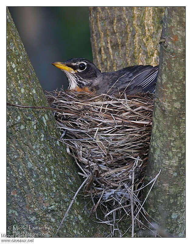 American Robinadult, Reproduction-nesting