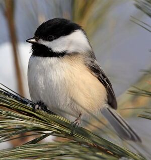 Black-capped Chickadee : Pictures.