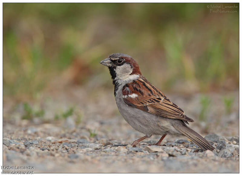 House Sparrow male adult, identification