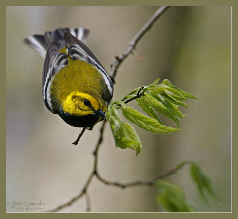 Black-throated Green Warbler male adult breeding