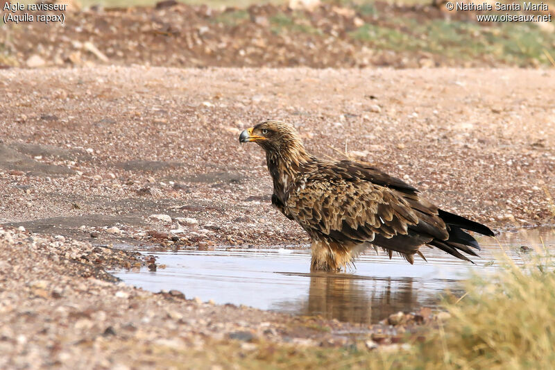 Tawny Eagleimmature, identification, habitat, care
