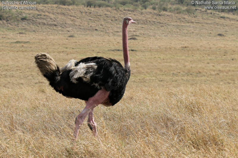 Common Ostrich male adult, identification, habitat, walking