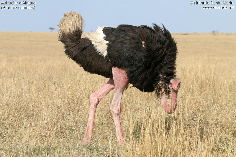 Common Ostrich male adult, identification, habitat, walking